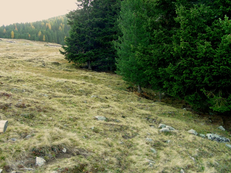 Viva le Hygrocybe!!!